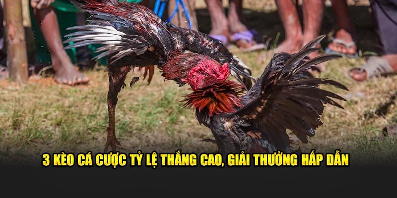 3 kèo cá cược tỷ lệ thắng cao, giải thưởng hấp dẫn
