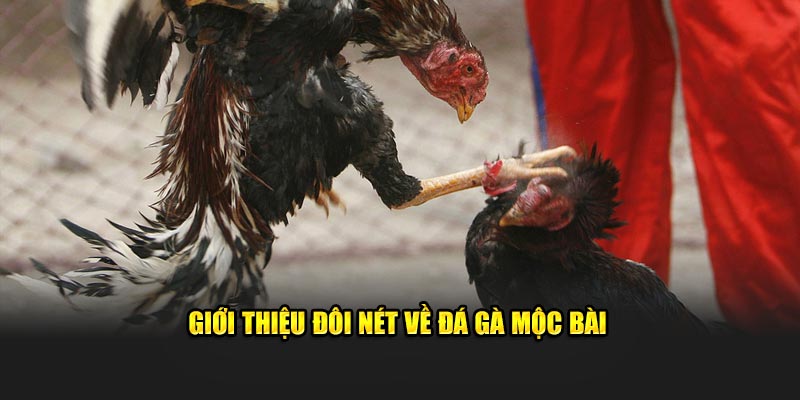 Giới thiệu đôi nét về đá gà Mộc Bài